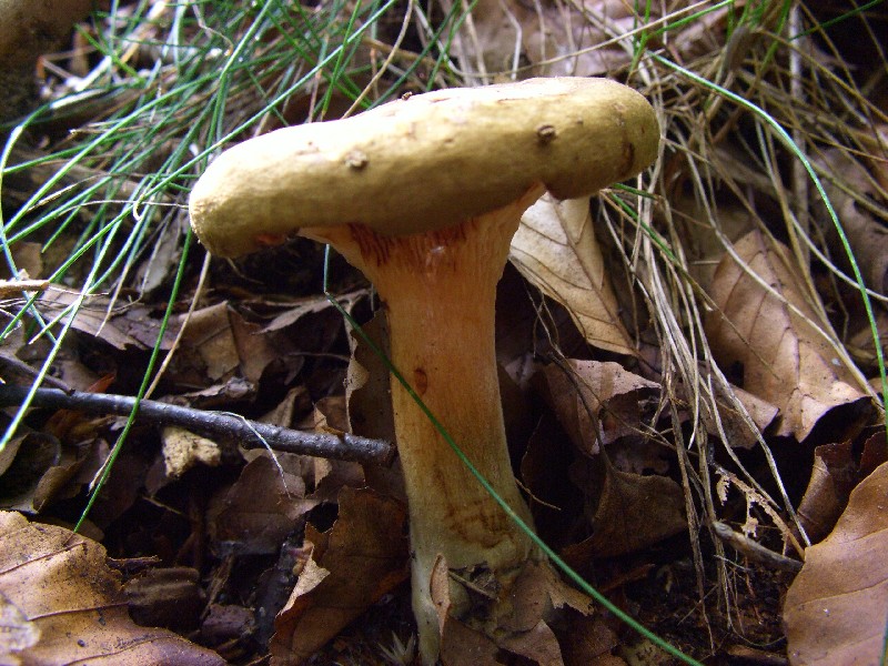 Paxillus involutus
